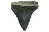 Serrated, Fossil Great White Shark Tooth - South Carolina #374669-1